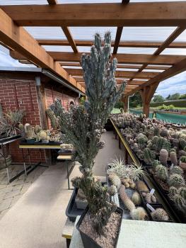 Preview: Cereus jamacaru monstrosus